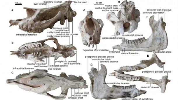 Figure 1 from the recently published study in the Communications Biology journal. Skull: a lateral view; b ventral view; c dorsal view; d anterior view; e occipital view. Mandible: f, h lateral view and medial view of left ramus, respectively; g occlusal view. Skull and mandible share the scale bar, but both anterior and nuchal views have an independent scale bar. (Communications Biology journal)