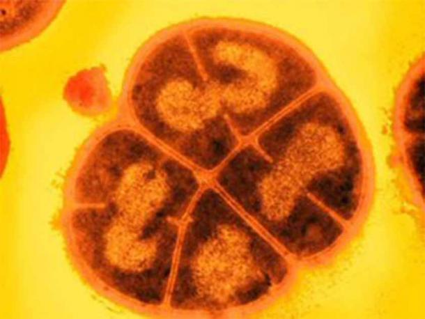 D. radiodurans (affectionately known as 