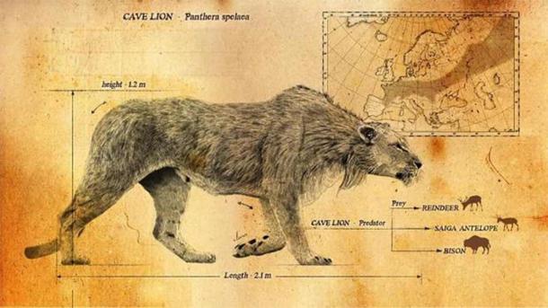 El rango, el tamaño y la apariencia de Panthera spelaca o el león de las cavernas de Eurasia. (DinoFax)