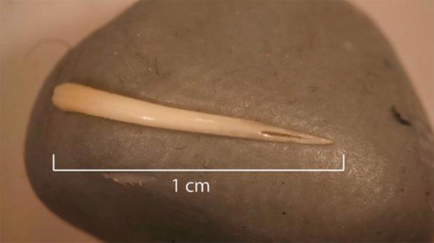 The rattlesnake fang found in the fossilized coprolite, or fossilized poop. The venom channel is clearly visible. (Sonderman / Texas A&M University)