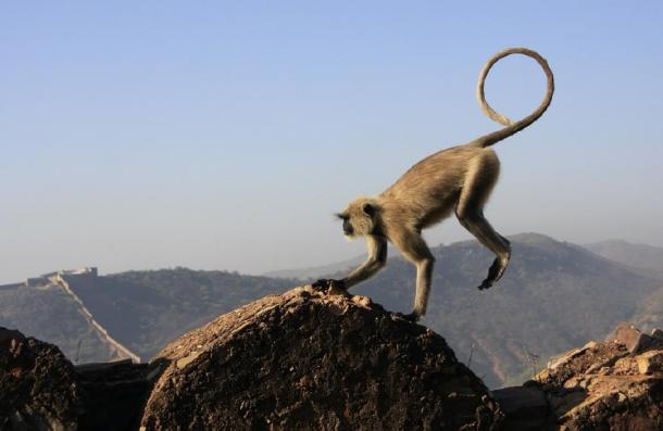 Real grey langur monkey playing, showing similarity with artwork. (donyanedomam / Adobe Stock)