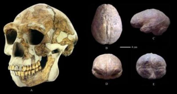 A reconstructed Zhoukoudian skull (A) and endocast (B: superior view; C: left lateral view; D: anterior view; E: posterior view).