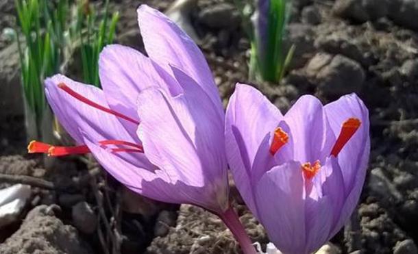 The red stigma and styles, called threads, on these saffron flowers became saffron money in medieval England new research shows. (Museums and Botanic Gardens)