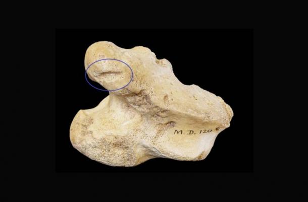 It’s incredible to think that a tiny reindeer bone fragment has the power to push back our thinking on the timeline of history in ancient Ireland. Source: RF Carden / UCD School of Archaeology