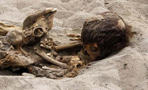 The remains of a child and a llama unearthed in the fishing town of Huanchaquito, Trujillo, Peru. 