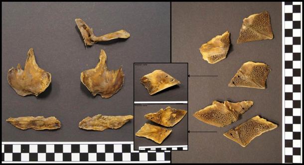 Restos óseos del antiguo esturión de dos metros de largo. (Universidad de Lund/Science Direct)