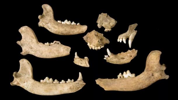The remains of six dogs from between 1609 and 1619 showed evidence of cuts marks, which is just one piece of evidence for dog meat on the colonists’ menu in the early years of the Jamestown settlement in Virginia. (Jamestown Rediscovery Foundation)