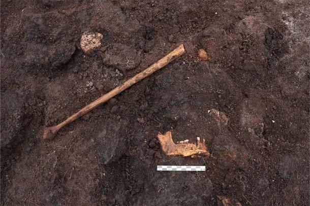 Cuando emergieron los restos de una quijada, que se muestra aquí, los arqueólogos no tuvieron ninguna duda de que se trataba de los restos de un ser humano que se habían encontrado. (Lea Mohr Hansen/ROMU)