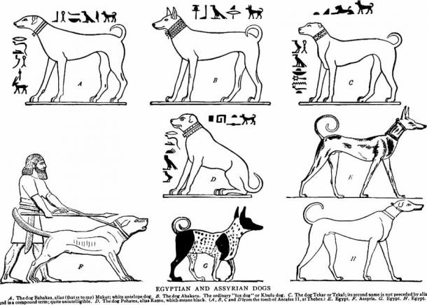 Los restos momificados de una niña con 142 perros plantearon algunas preguntas interesantes. Había una variedad de razas de perros en el antiguo Egipto y en la tumba descubierta recientemente (dominio público)