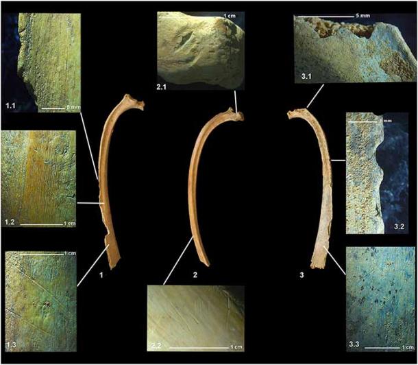 The animal remains evidenced cut marks and human bites leading experts to conclude that the remains were part of animal sacrifice rituals and possible ritual feasting. (Iborra Eres, et. al. / CC BY 4.0 DEED)