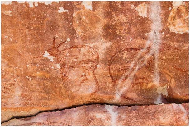 The research team discovered what appears to be a pair of Maliwawa rock art depictions of two back-to-back bilbies at the Awunbarna site. (P. Taçon / Australian Archaeology)