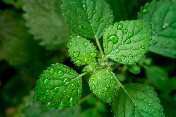 New research on the mint family’s terpenoids yielded exciting new potential uses for mint. (adidas4747 / Adobe Stock)