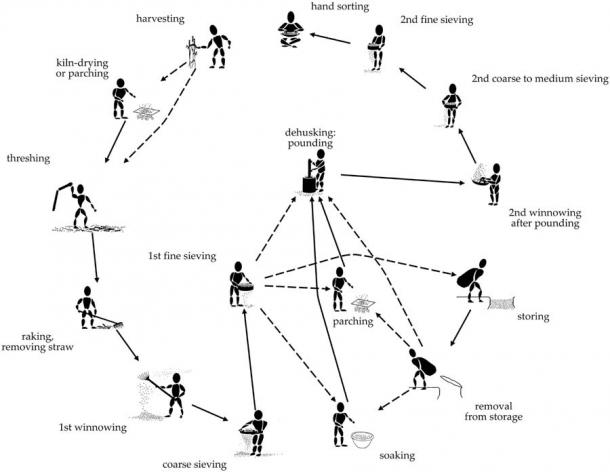 How researchers imagined worker specialization in processing foods that were later delivered to the mining community in the mountains of Austria . (A. G. Heiss et al. / PLOS ONE)
