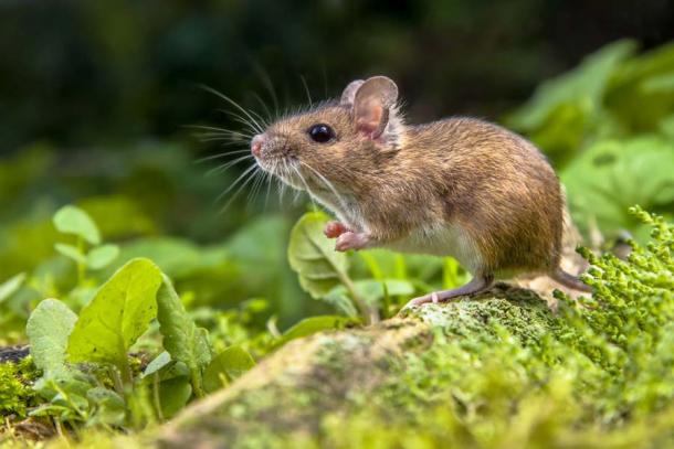 The researchers of the latest Black Death origins study have suggested that RV-2039 was likely bitten by a rodent, like this wood mouse, carrying the earlier and milder form of the plague bacterium. (creativenature.nl / Adobe Stock)