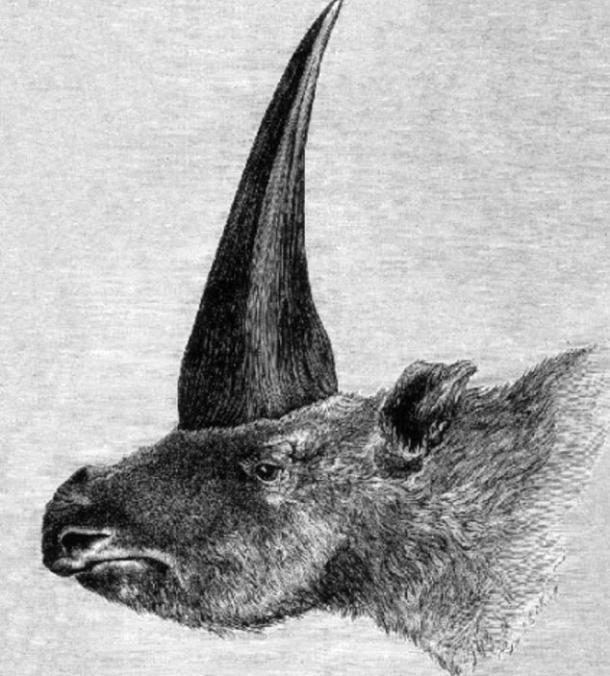 First published restoration of Elasmotherium sibiricum, by Rashevsky under supervision of A.F. Brant.
