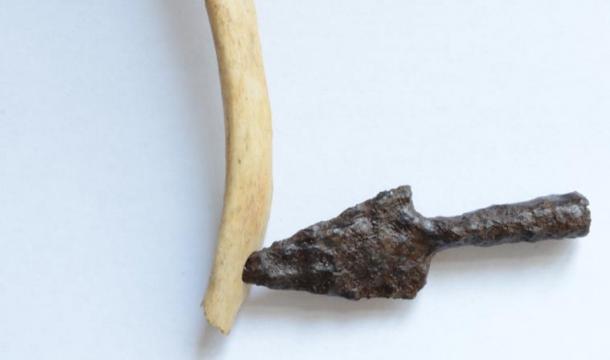 Skeleton 2: rib with the arrowhead that produced the injury.