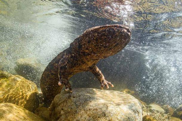 Giant Japanese salamander. (Martin / Adobe Stock)