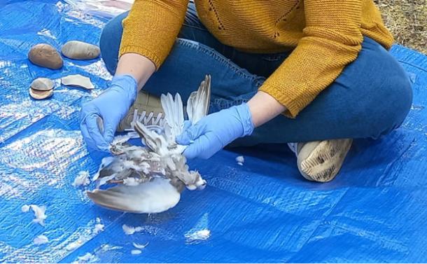 A scientist defeathers one of the birds