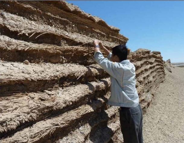 Alcune delle sezioni più antiche della Grande Muraglia cinese risalgono al V secolo a.C. e furono costruite utilizzando sezioni alternate di canne e terra battuta.  Fotografia di un campionamento di culmi di fragmite da una sezione di muro a Majuanwan (sito 7).  (Robert Patalano / CC BY 4.0)