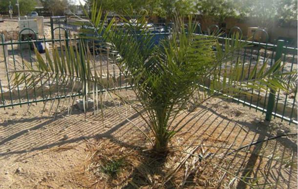 The resurrected Judean date palm in Israel.