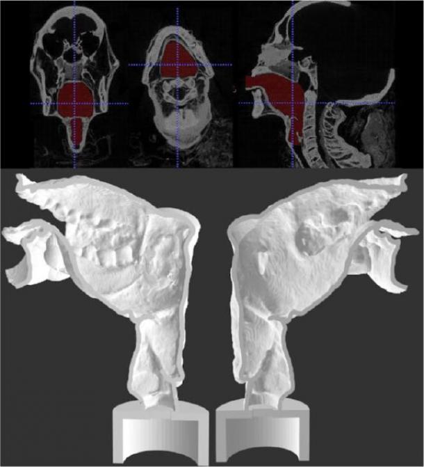 Final segmentation view (upper) and sagittal section of the two halves of 3-D printed Nesyamun’s vocal tract (lower). The lack of tongue muscular bulk and soft palate is clear. (Scientific Reports)