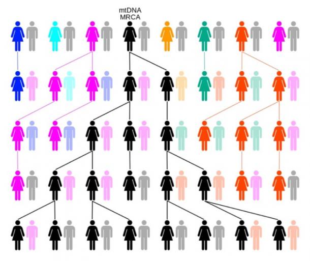 Through random drift or selection, the female-lineage traces back to a single female, known as Mitochondrial Eve. In this example of human origins over five generations colors represent extinct matrilineal lines and black the matrilineal line descended from mtDNA MRCA. (ChrisTi / CC BY-SA 3.0)