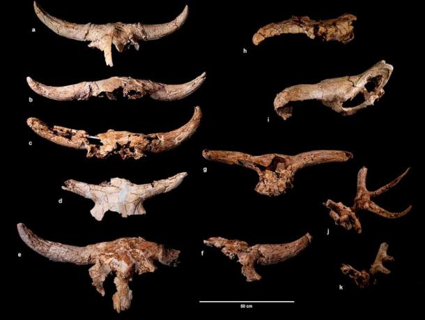 A selection of animal skulls retrieved from the Spanish cave, Cueva Des-Cubierta. (Nature Human Behaviour / CC BY 4.0)