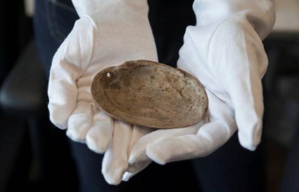 One of the shells showing a hole drilled through it where a muscle that keeps the shell closed is found.