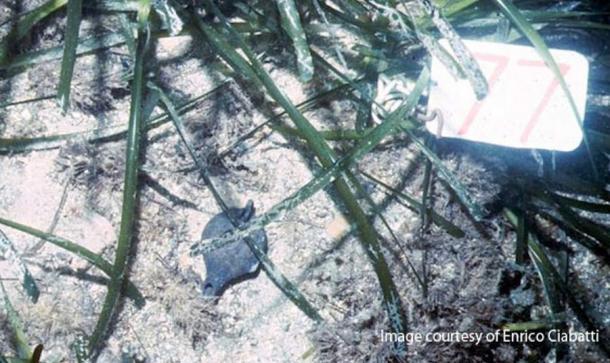 On a shipwreck with the pills were lamps that originated in Asia Minor