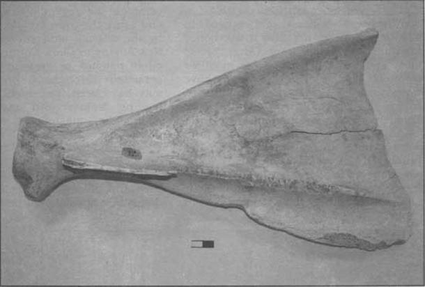 A tool made from a bison shoulder blade, which would be similar to the spade found in the bottom of one of the post holes.