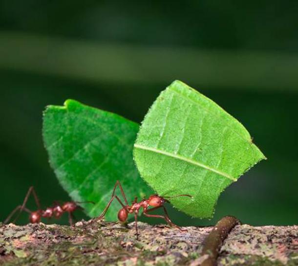 El estudio de reducción del cerebro humano también analizó los cerebros de las hormigas cortadoras de hojas y otras especies de hormigas socialmente avanzadas. (Kevin / Adobe Stock)