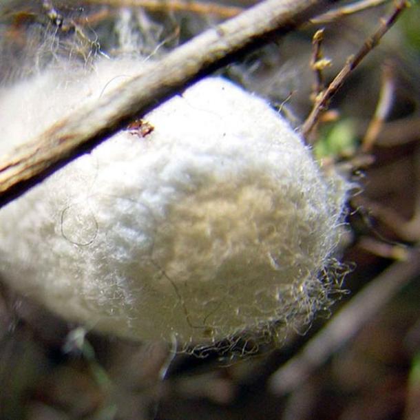 A silkworm cocoon.