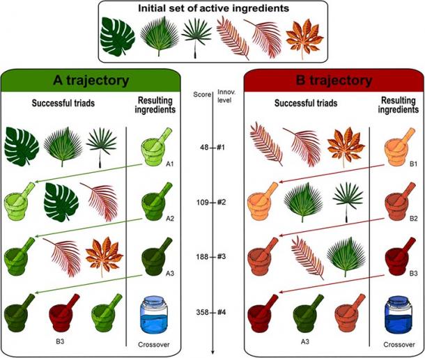 In the simulation, agents had to find successive innovations by combining virtual medicinal plants. They were given an initial set of six medicinal plants, which could be combined in triads to generate new drugs (A1, A2, A3, B1, B2, and B3) of increasing medicinal value. At the fourth level of innovation, a crossover of trajectories A and B produces the two medicines with highest efficiency (crossovers 1 and 2). The virtual experiment was finished when a crossover was found. (Figure and simulation were adapted from M. Derex,  R. Boyd)
