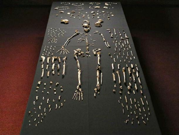 Some of the skeletal remains of Homo Naledi recovered in a South African cave.