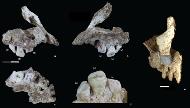 Los restos esqueléticos humanos de un humano moderno del Pleistoceno (Homo sapiens) encontrados en Sulawesi. (Brumm et al., 2021, PLoS ONE/CC-BY 4.0)