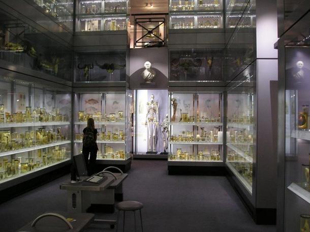 he skeleton of Charles Byrne, “The Irish Giant” in London, 2007.