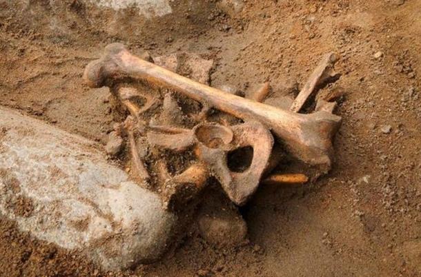 The skeleton was discovered under the city's oldest primary school.