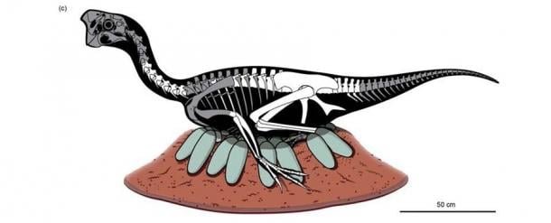 El esqueleto parcial del oviraptorosaurio se encontró en un nido de al menos 24 huevos fosilizados. (Bi et al., Boletín Científico, 2020)