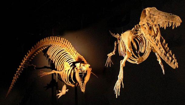 Esqueletos de arqueocetos (antecesores de las ballenas). A la derecha está Ambulocetus natans ("la ballena que camina que nada"), a la izquierda está Cynthiacetus, un cetáceo totalmente acuático con pequeñas patas traseras. Imagen de la exposición "Cetáceos increíbles" en la Grande Galerie de l'Evolution del Museo Nacional de Historia Natural de París, Francia. (Jean-Pierre Dalbéra / CC BY 2.0)