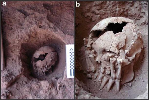 Photographs of skull 26 at the burial site, Lapa do Santo, Brazil.