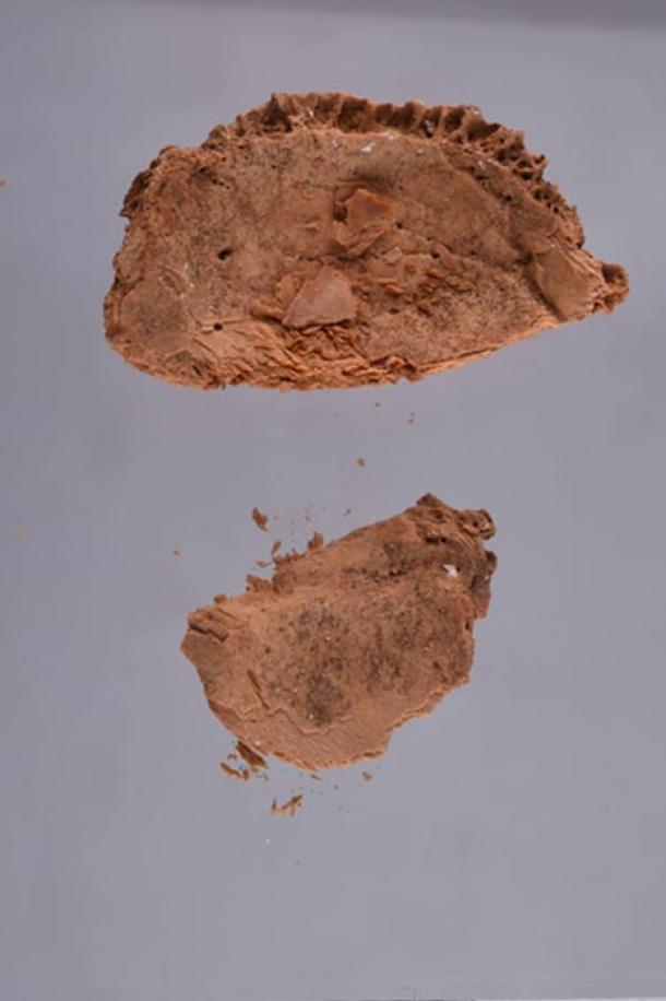 Pieces of the skull found in the sarcophagus in KV55