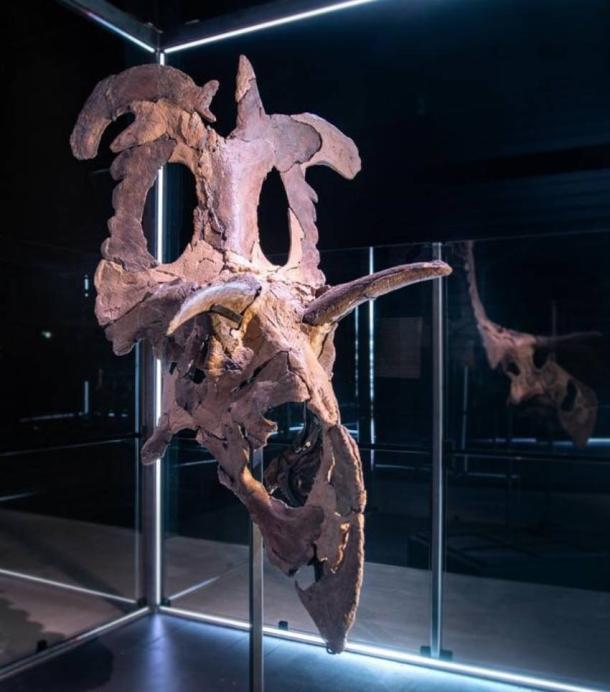 The skull of Lokiceratops rangiformis