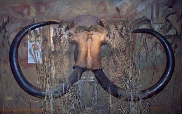 The skull of the woolly mammoth called Millie. It was discovered in May 1999 in the North Sea at the coast of the Netherlands near Hook of Holland by fishermen