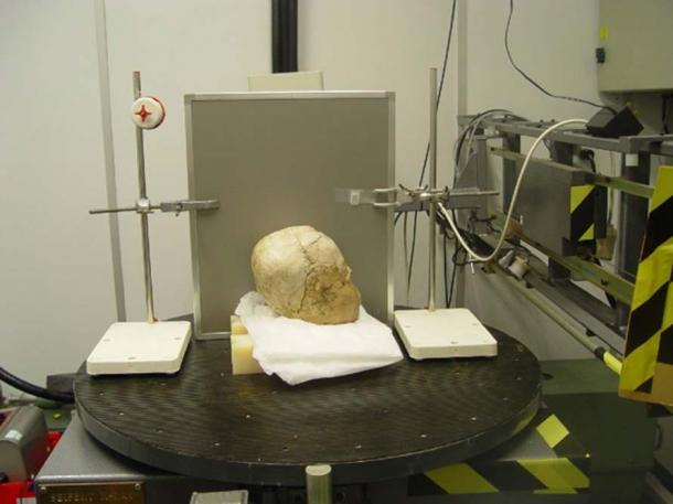 Side view of the skull undergoing analysis.