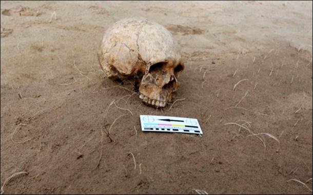 A male skull was found last year in the Nefteprovod II burial ground at Anzhevsky archaeological site, southeast of Kansk in Krasnoyarsk region.