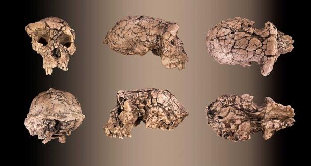El cráneo de Toumai, encontrado en Chad, África, visto desde diferentes ángulos, lo que previamente había sugerido que esta especie era muy avanzada y probablemente podía caminar erguida sobre dos patas, pero sin evidencia científica que probara la misma afirmación hecha en los estudios científicos recientes. (Didier Descouens / CC BY-SA 4.0)