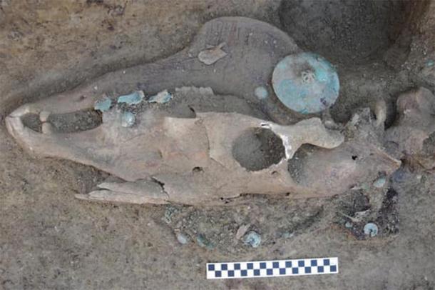 Skull of the horse together with what could be ornaments, found with the Avar warrior. (Ivan Bosancic)