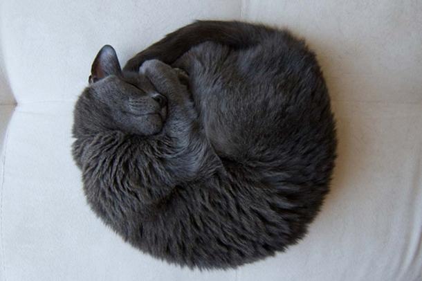 The sleeping cat
