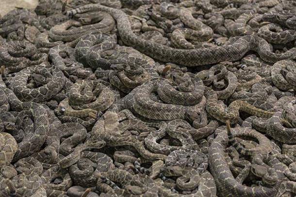 One of the punishments handed out by Zhou Xin was to be thrown in a snake pit (public domain)