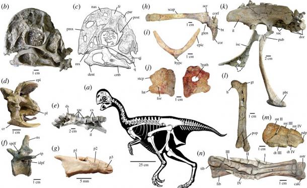 This newly discovered species has just two fingers and no teeth, as can be seen in this skeletal anatomy of Oksoko avarsan. (Gregory F. Funston et. al / CC BY-SA 4.0)